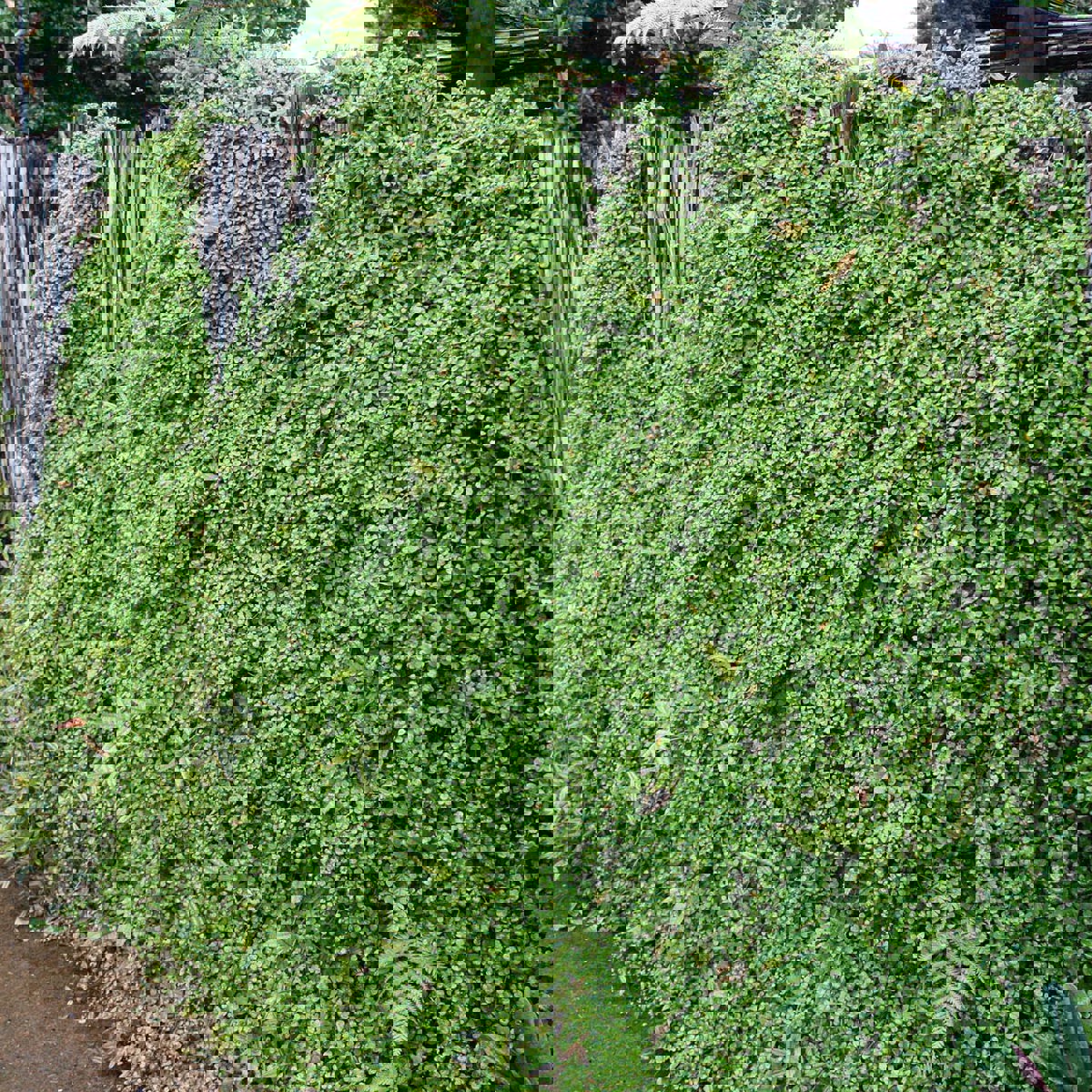 Semi-Evergreen